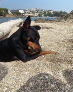 Playa de Sant Jordi - Llançà